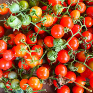 Cherry Tomato Organic (GTE)