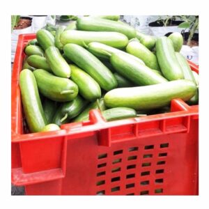 Organic Japanese/Green Cucumber (GTE)