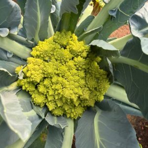 Romanesco Crowns Organic