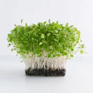 Microgreens